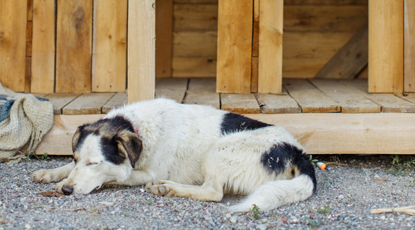 A white and black dog sleeping outside on a gravel patch in front of a wooden platform, from FurHaven Pet Products